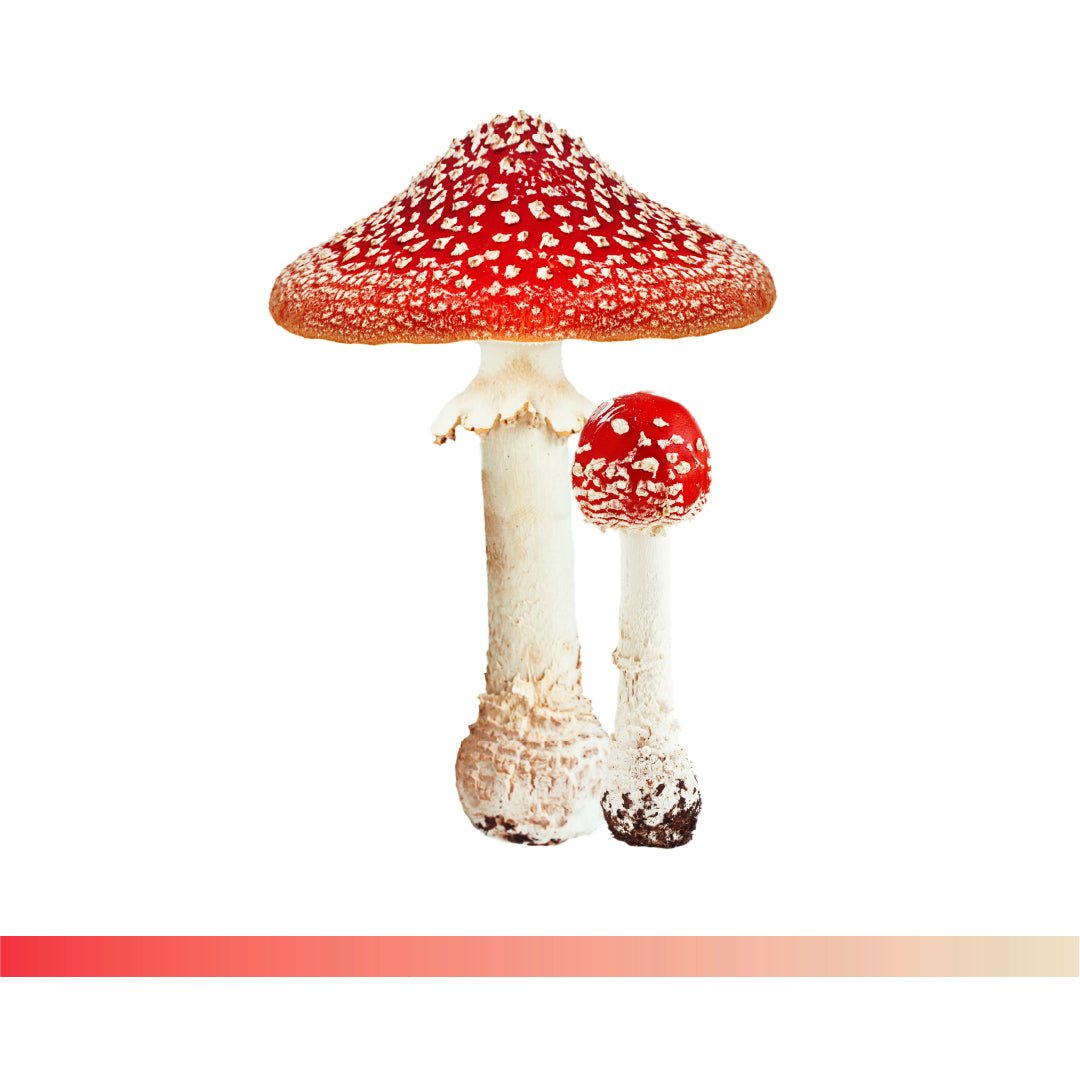 Mushrooms - Trichome Seattle