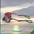 Plantaris - Trichome Seattle - Oakley - Eyewear