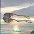 Plantaris SQ - Trichome Seattle - Oakley - Eyewear